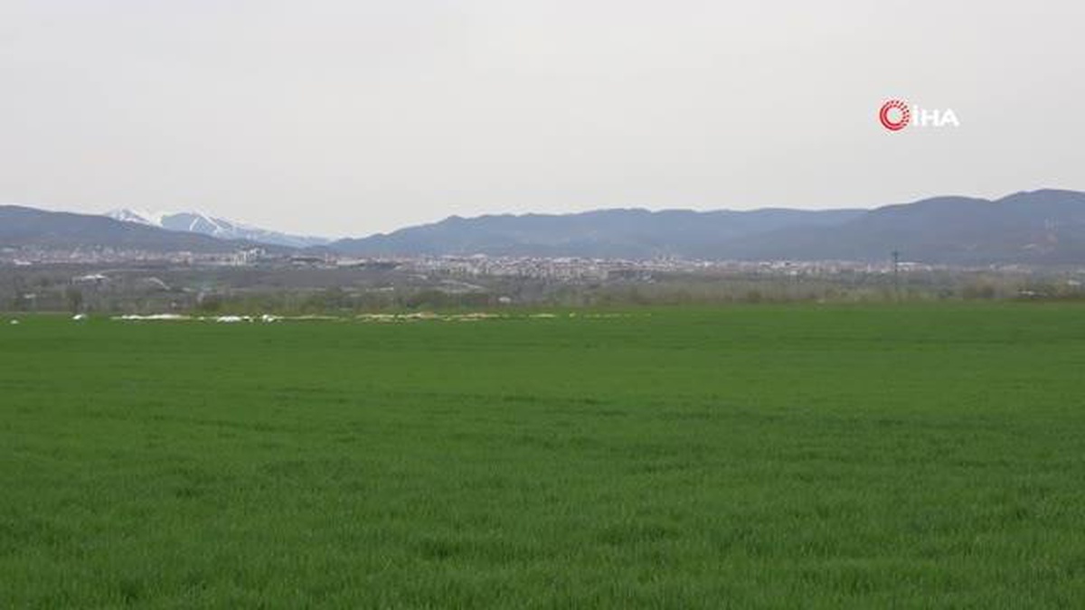 Bingöl\'de kırmızı laleler açmaya başladı