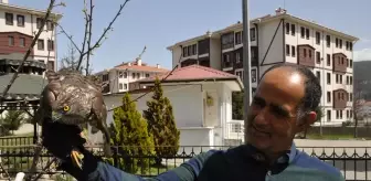 Bolu'da güvercin avlarken duvara çarpan atmaca yaralandı