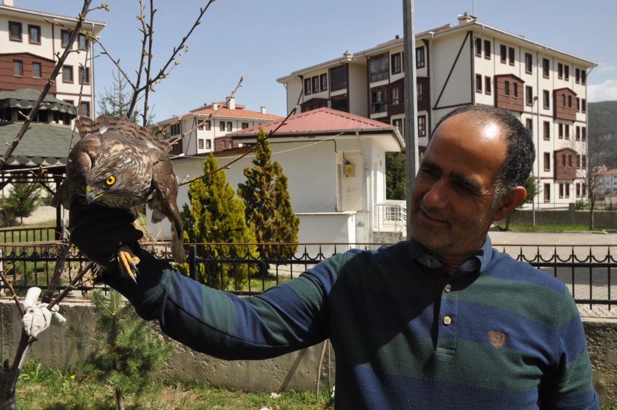 Bolu\'da güvercin avlarken duvara çarpan atmaca yaralandı