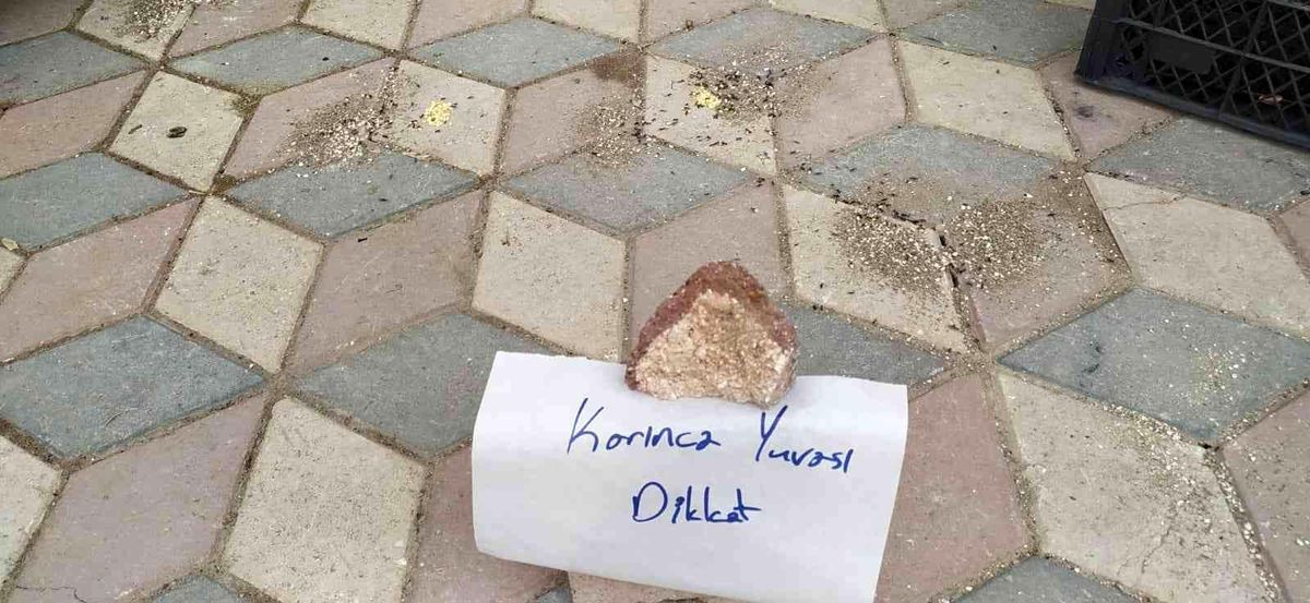 Elazığ\'da yürekleri ısıtan görüntü: Karıncalar ezilmesin diye kaldırıma not bıraktı