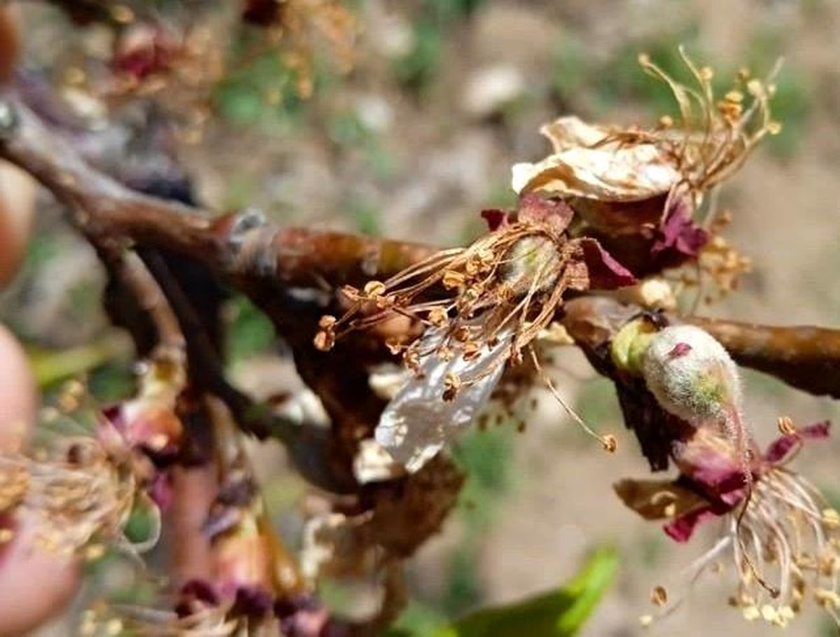 Kayısı bahçelerindeki 'don' hasarı belli oluyor