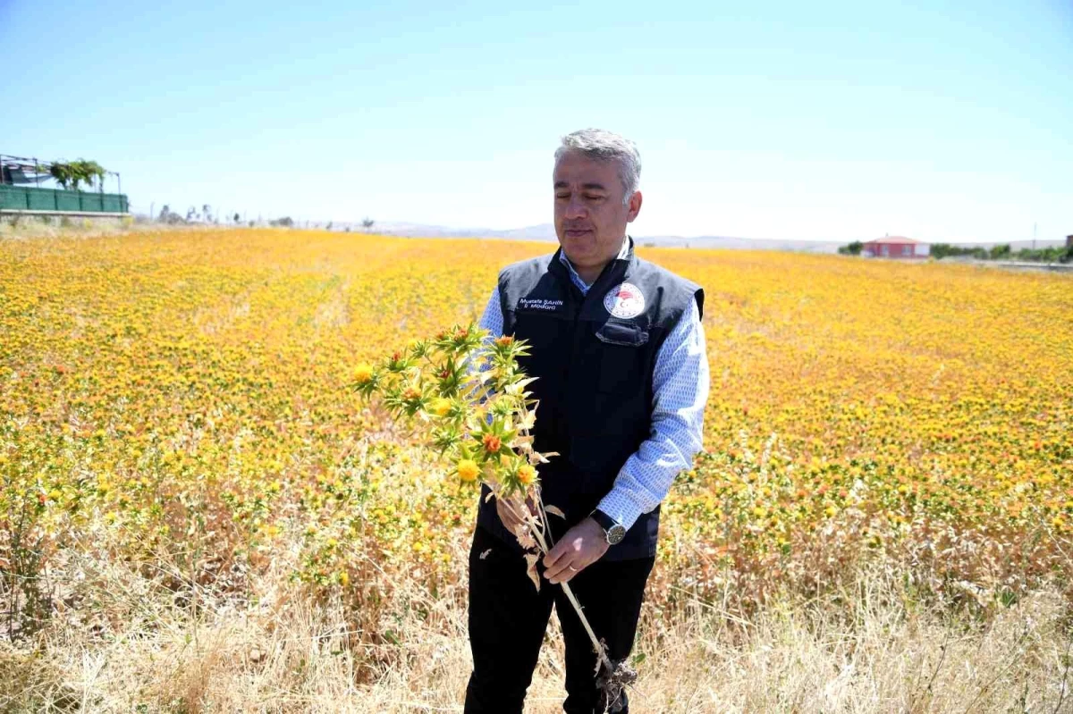 Kayseri aspir merkezi oldu