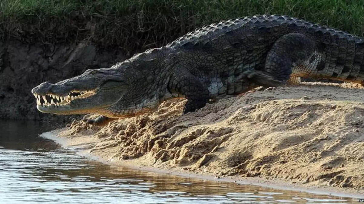 Tanzanya\'da nehre düşen 6 kişiyi aç timsah yuttu! Halkın psikolojisi bozuldu