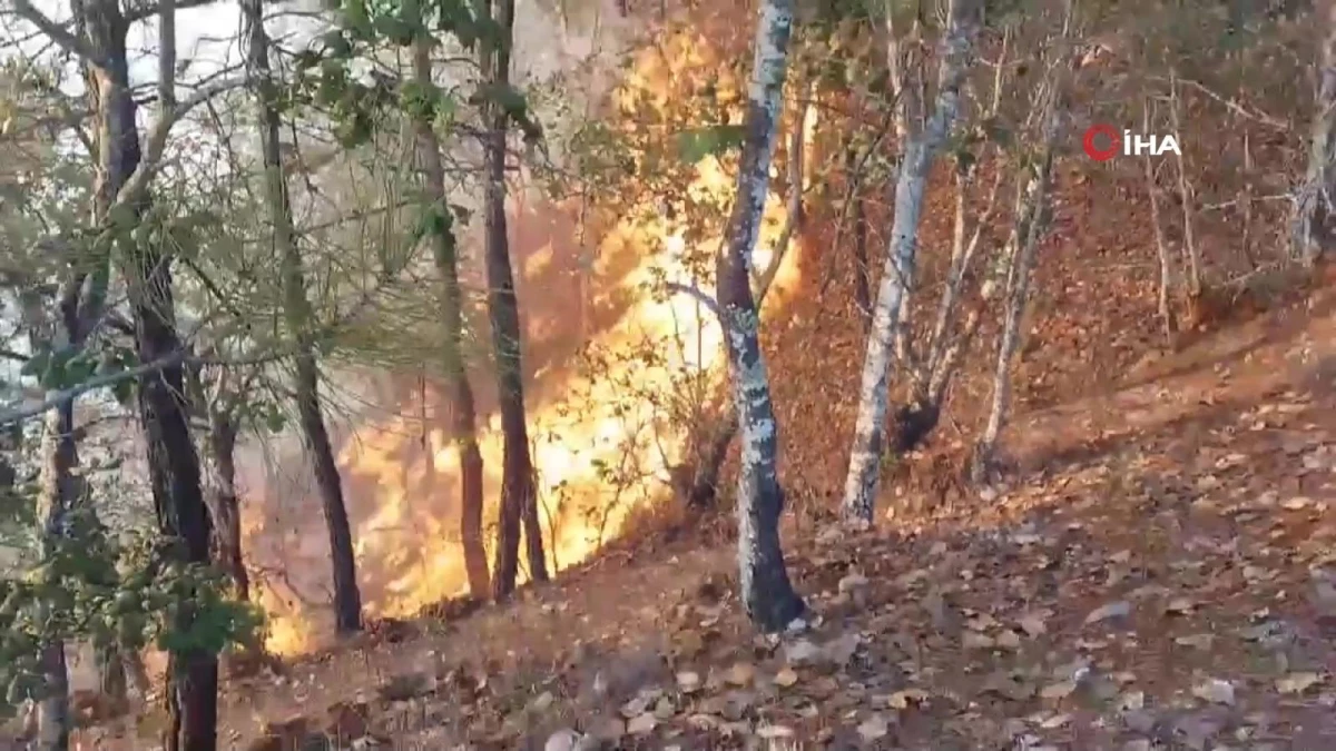 Son dakika haberi: Meksika\'daki orman yangınında 4 kişi hayatını kaybetti