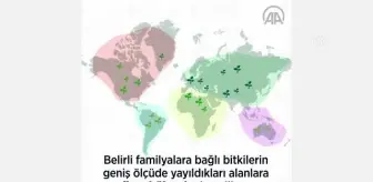 (VİDEO-GRAFİK) Dünya flora krallıkları
