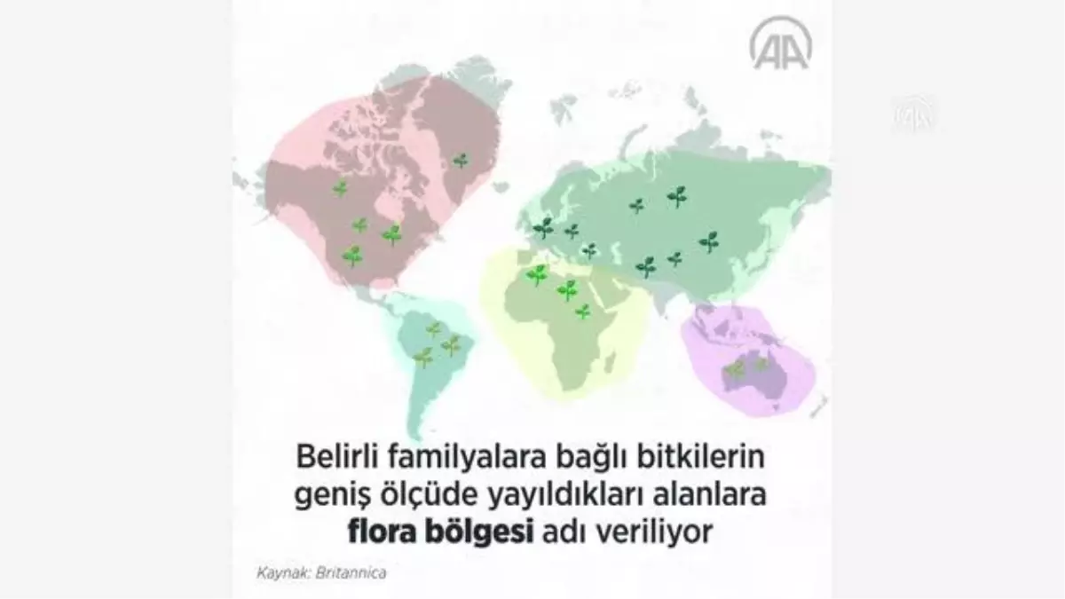 (VİDEO-GRAFİK) Dünya flora krallıkları