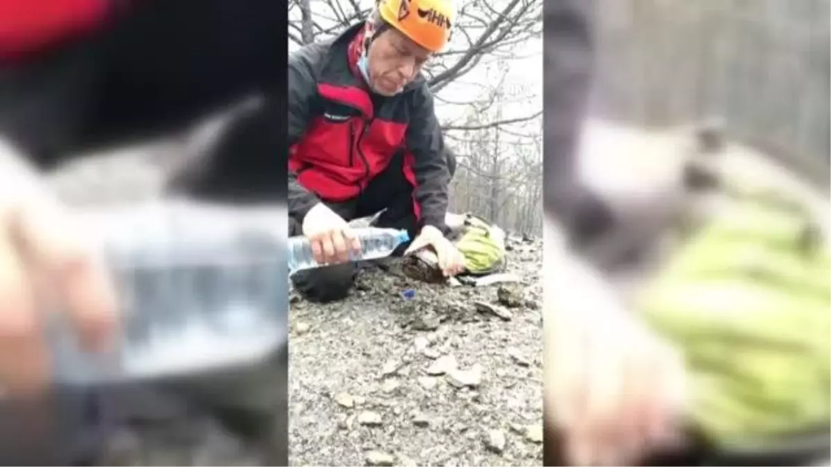 Yangında mahsur kalan kaplumbağayı İHH Arama Kurtarma ekipleri kurtardı