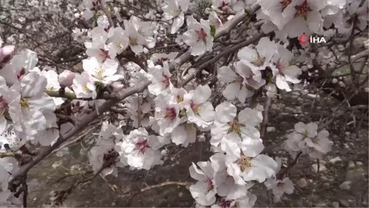 Akdamar Adası, çiçek açan badem ağaçlarıyla pembe ve beyaza büründü