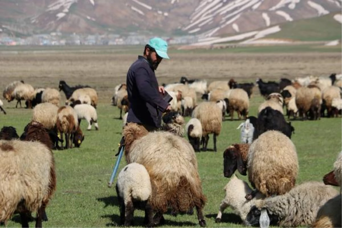 Aylık 7 bin liraya çalışacak çoban bulamayan besiciler nöbet sistemi oluşturdular!