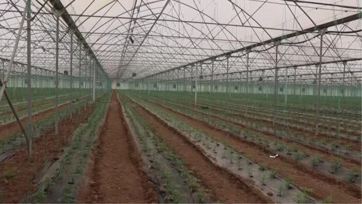 Bafra Ovası\'nda ihracata yönelik kışlık sebze "iyi tarım"la üretilecek
