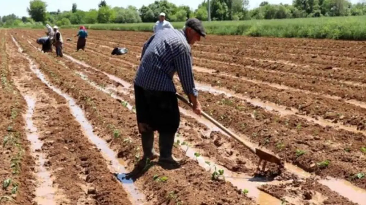 Domatesin, biberin, salatalığın bu kadar pahalı olmasının nedeni bu mu? Son 6 yılda hacze maruz kalan tarım arazi sayısı yüzde 101 arttı