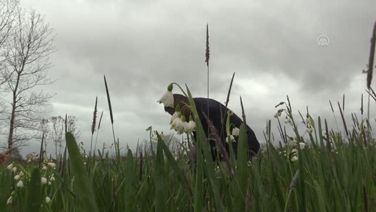 Endemik bitki 'göl soğanı' Samsun'da özel izinle üretiliyor