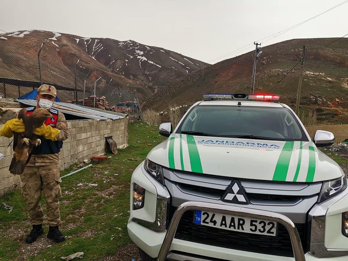 Erzincan\'da bulunan yaralı kaya kartalı tedaviye alındı