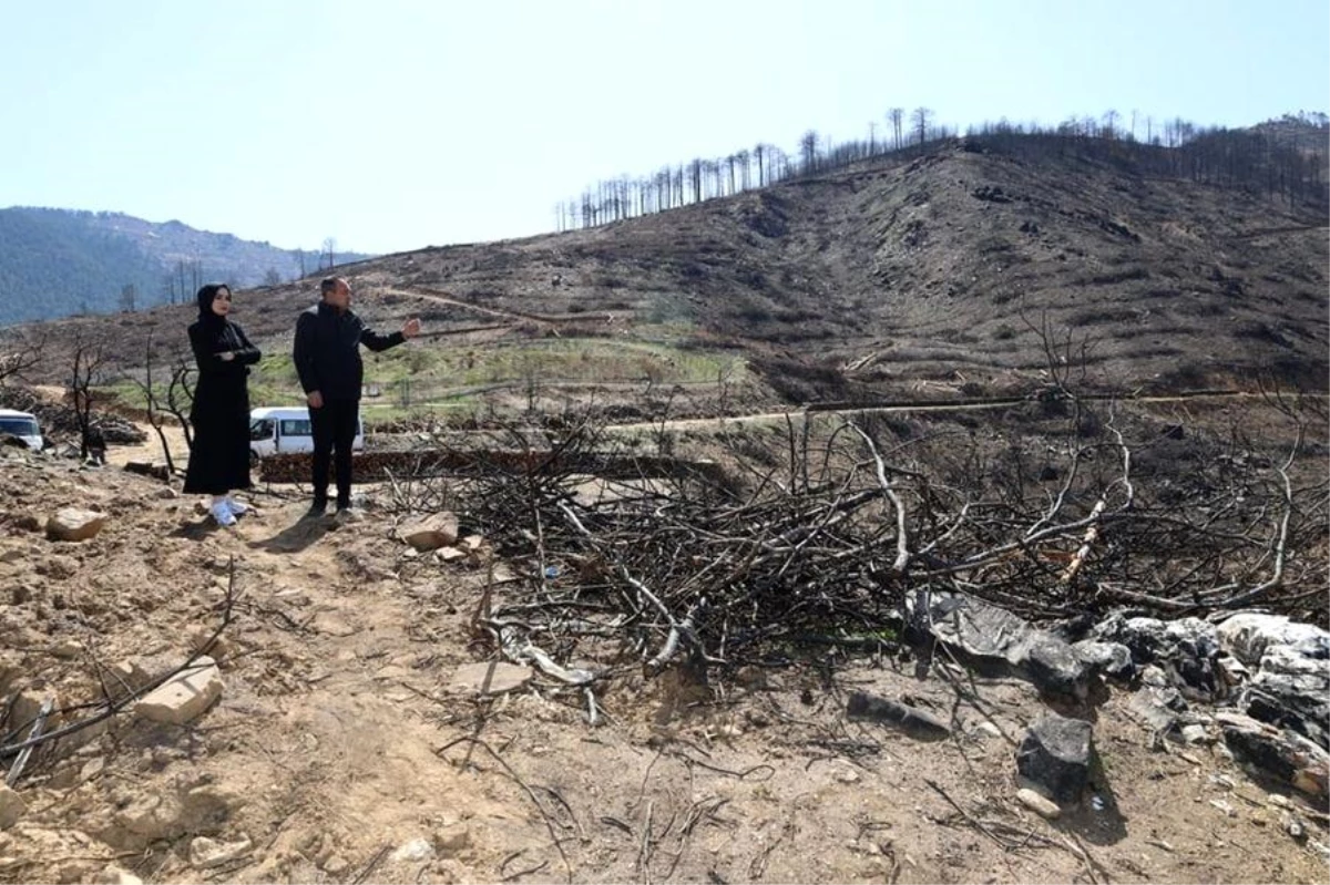 Karacasu\'da yanan ormanlık alanları yeşillendirme çalışmaları devam ediyor