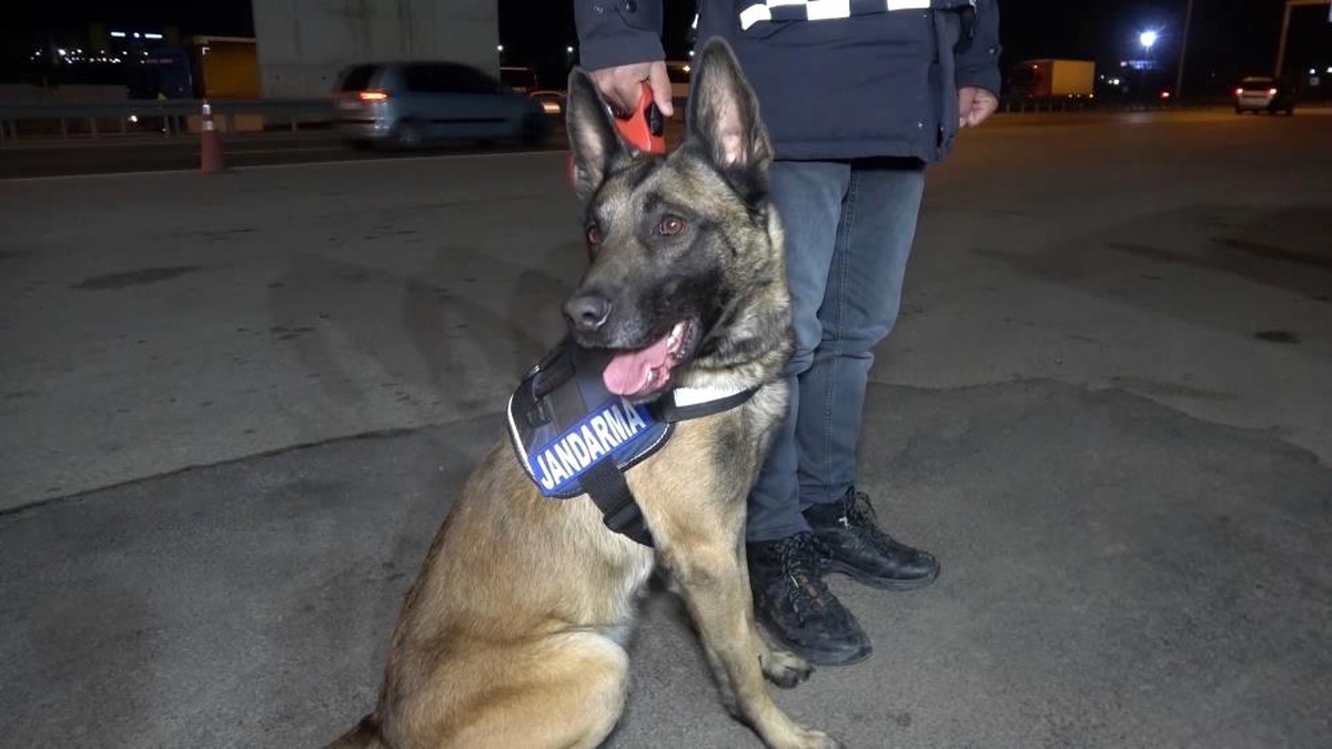 Narkotik köpeği \'Tepe\' buldu, sırt çantasından uyuşturucu çıktı