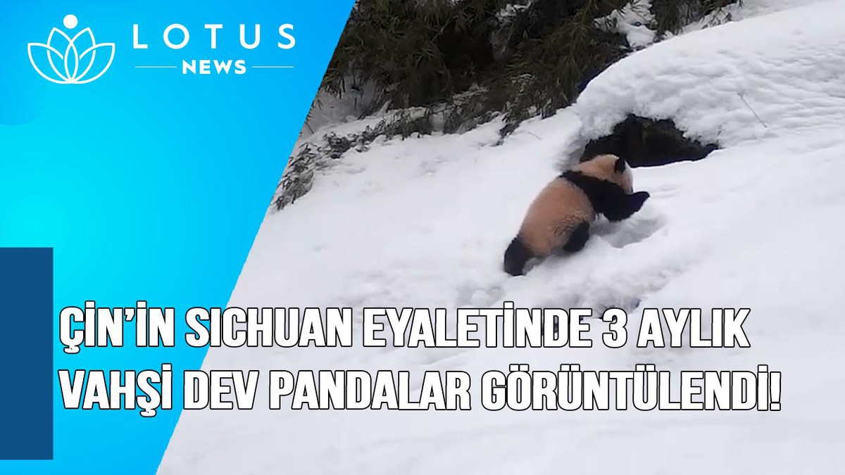 Video: Çin\'in Sichuan Eyaletinde Üç Aylık Vahşi Dev Panda Yavrusu Görüntülendi