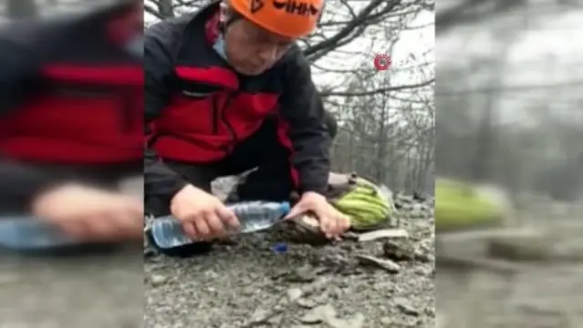 Yangında mahsur kalan kaplumbağa yanmaktan son anda kurtarıldı