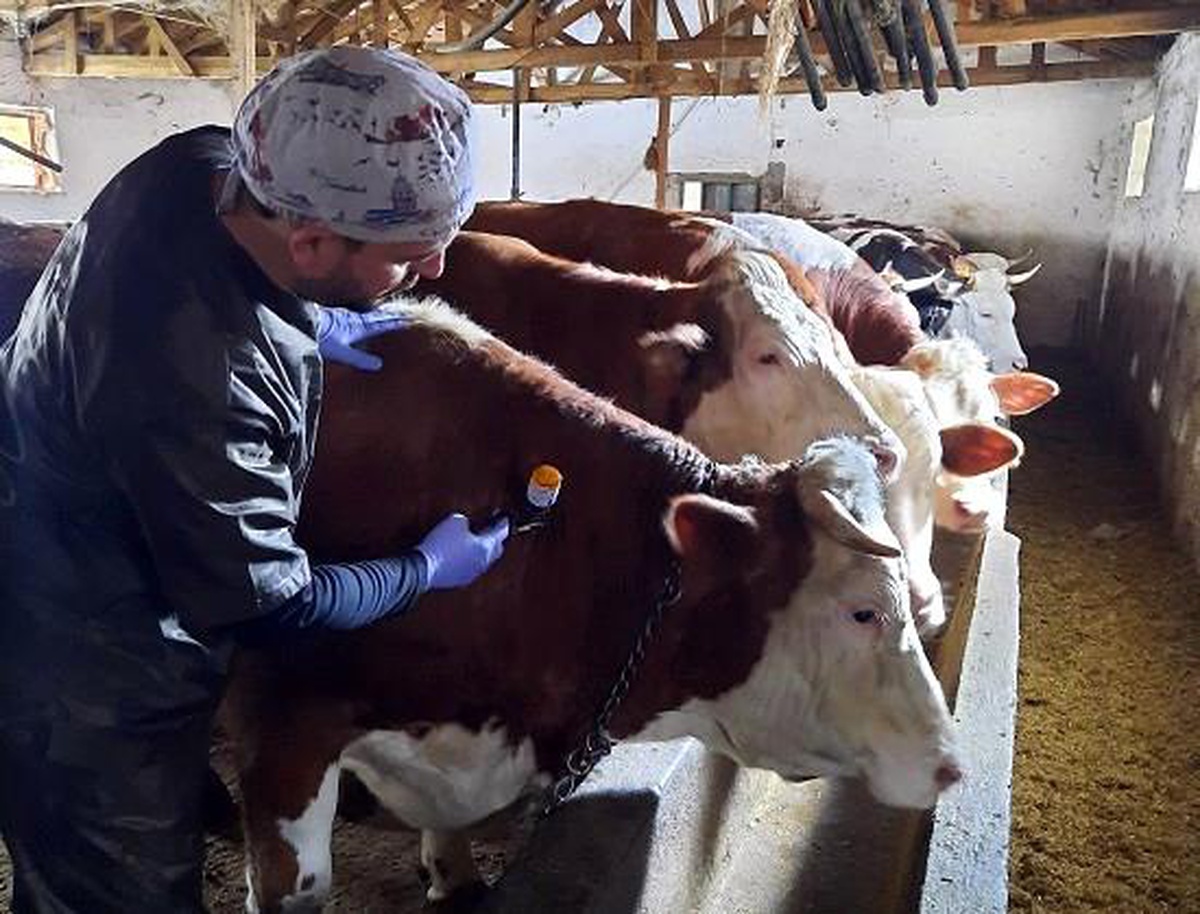 Yozgat\'ta 150 bin büyükbaş hayvana şap aşısı yapıldı