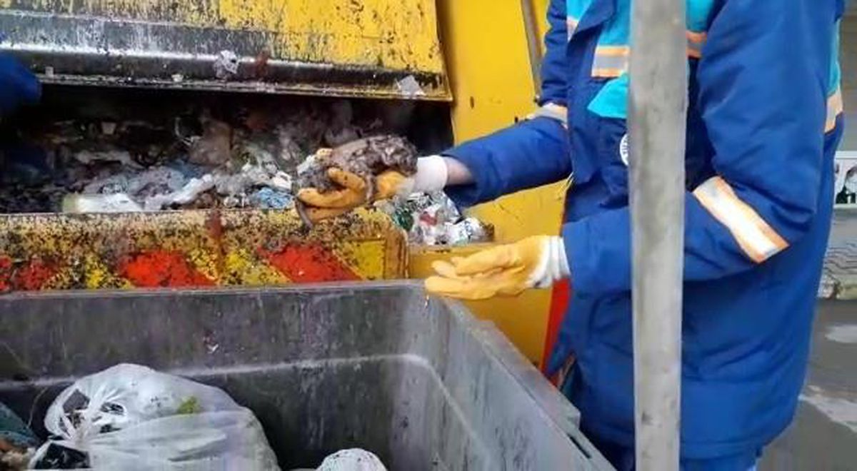 Çöpe atılan yavru kediler, işçilerin dikkati sayesinde kurtarıldı