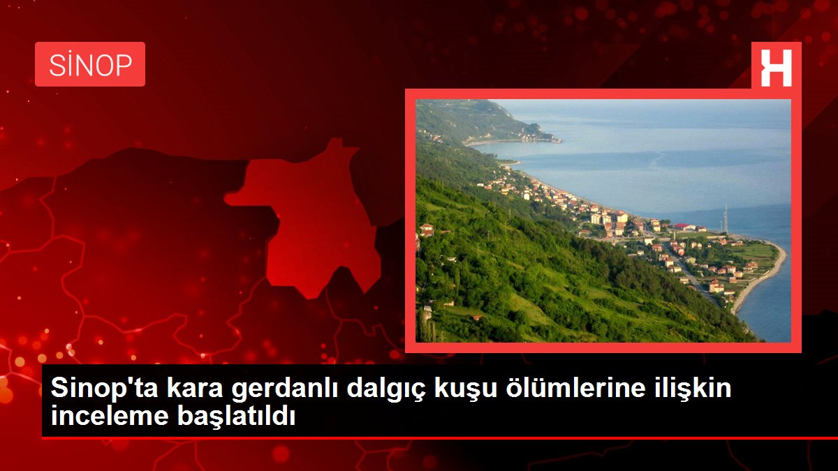 Sinop'ta kara gerdanlı dalgıç kuşu ölümlerine ilişkin inceleme başlatıldı