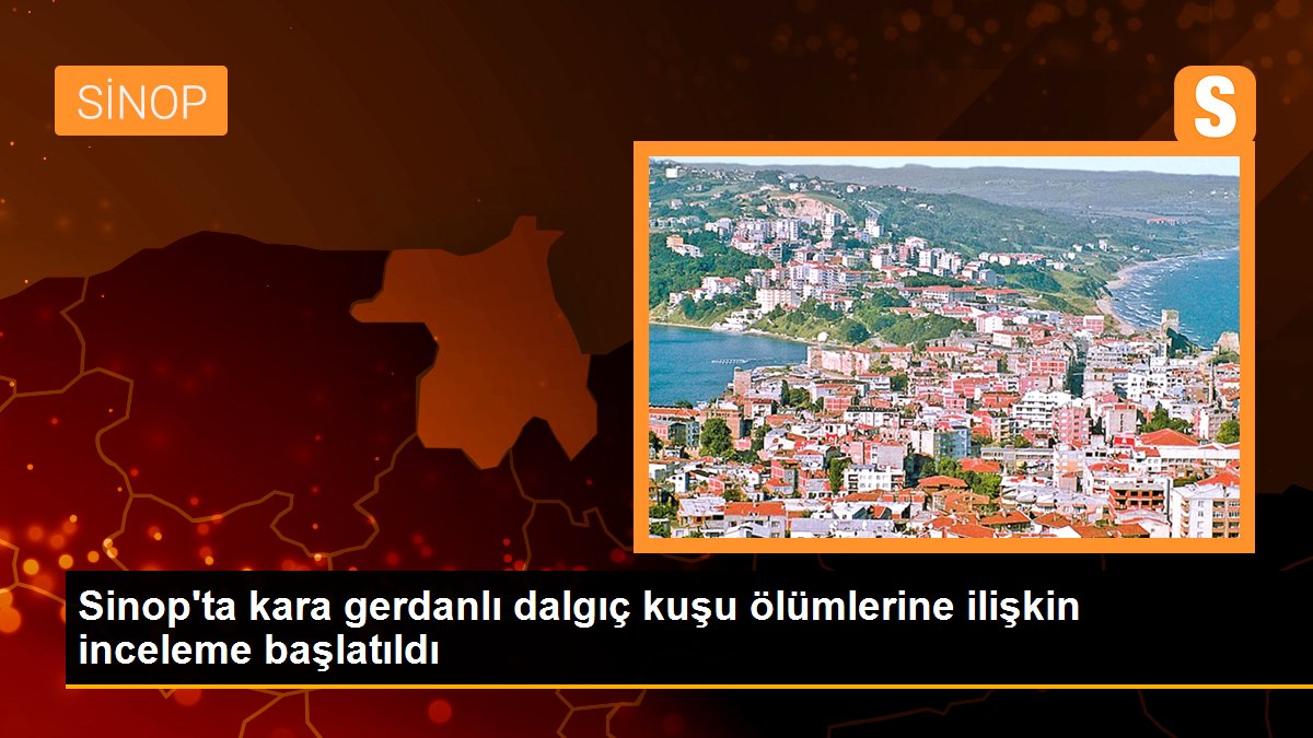 Sinop\'ta kara gerdanlı dalgıç kuşu ölümlerine ilişkin inceleme başlatıldı