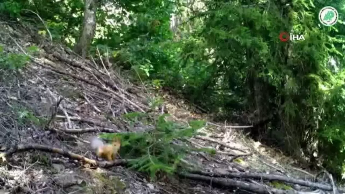 Yaban yaşamı foto kapanlara yansıdı