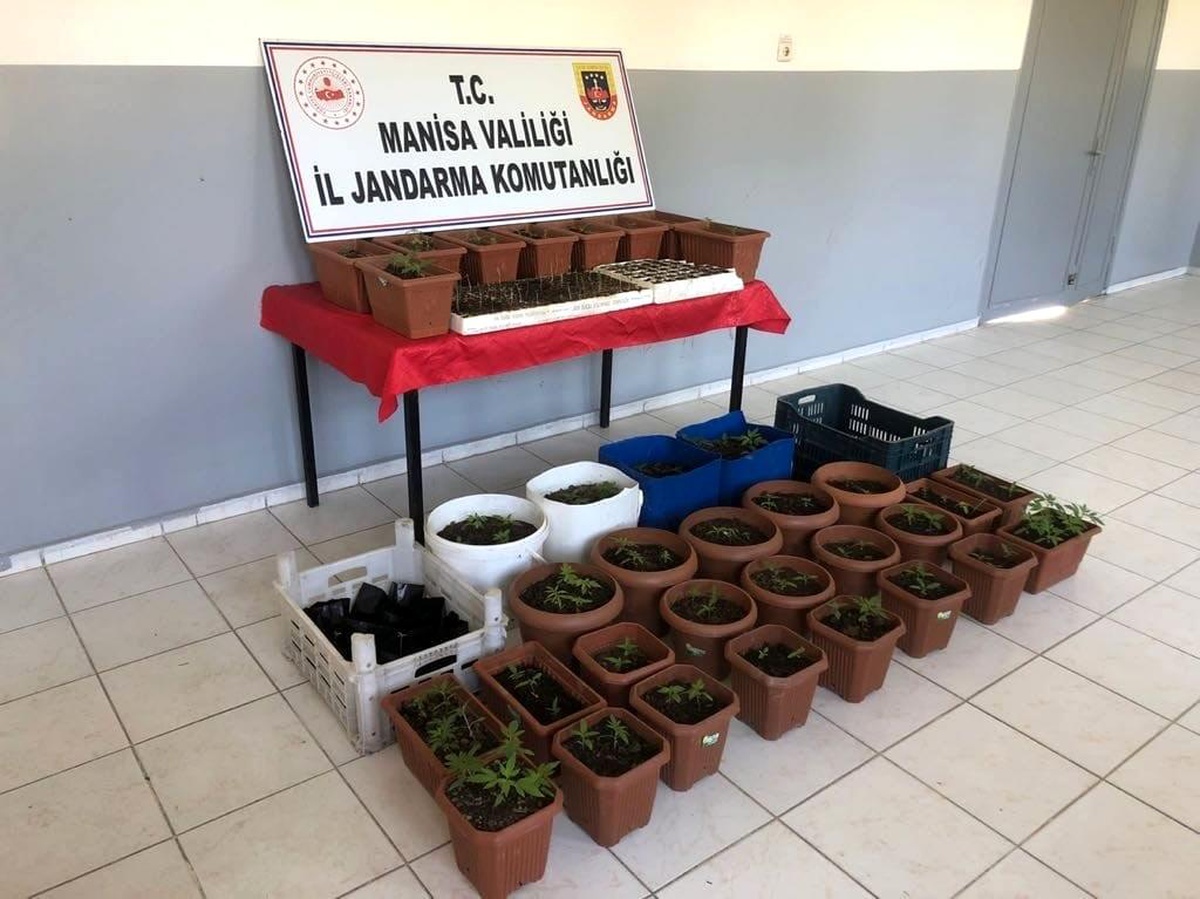 Son dakika haberleri! Yasadışı kenevir üreten eve jandarma baskını