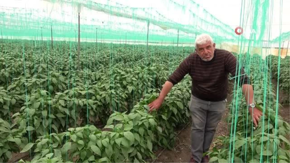 Zirai don Mersin'i vurdu, sebze ve meyveye ulaşmak hayal oldu