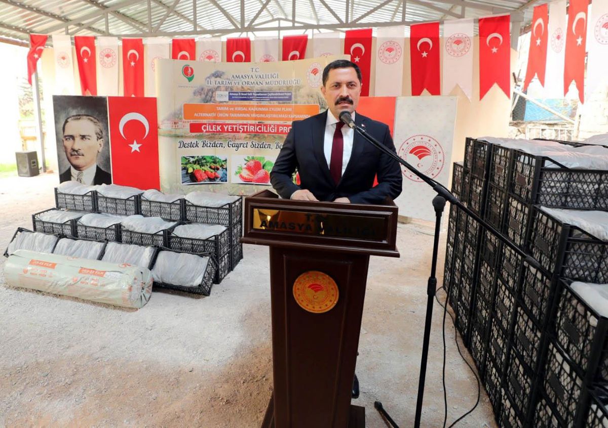 Amasya'da çiftçilere 250 bin çilek fidesi dağıtıldı
