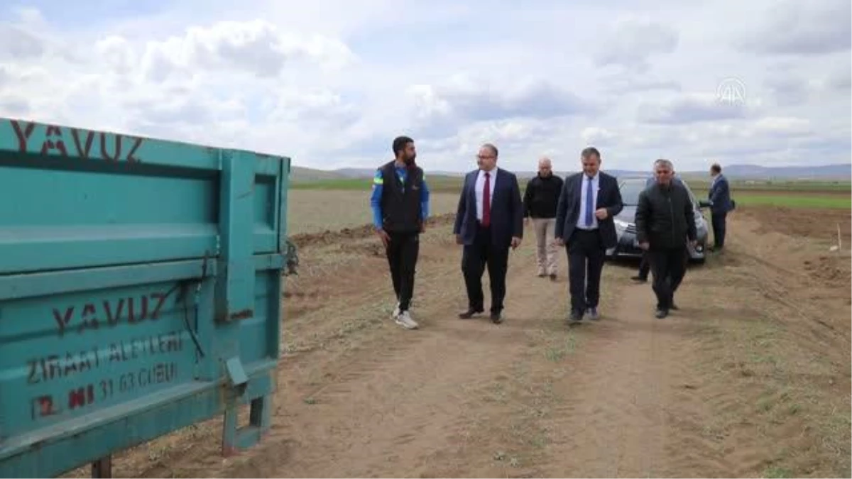 Çubuk Kaymakamı Keleş, traktöre bindi, nohut ekimi yaptı