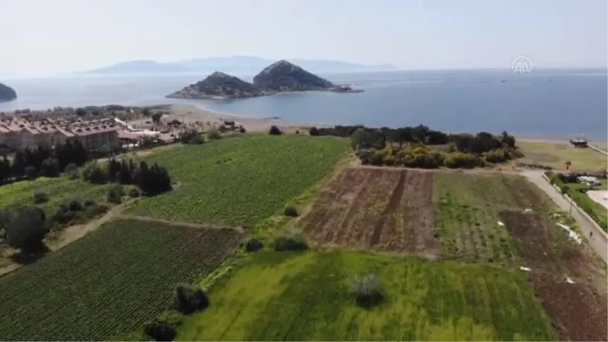 Datça\'da erkenci bakla ve bezelye hasadına başlandı