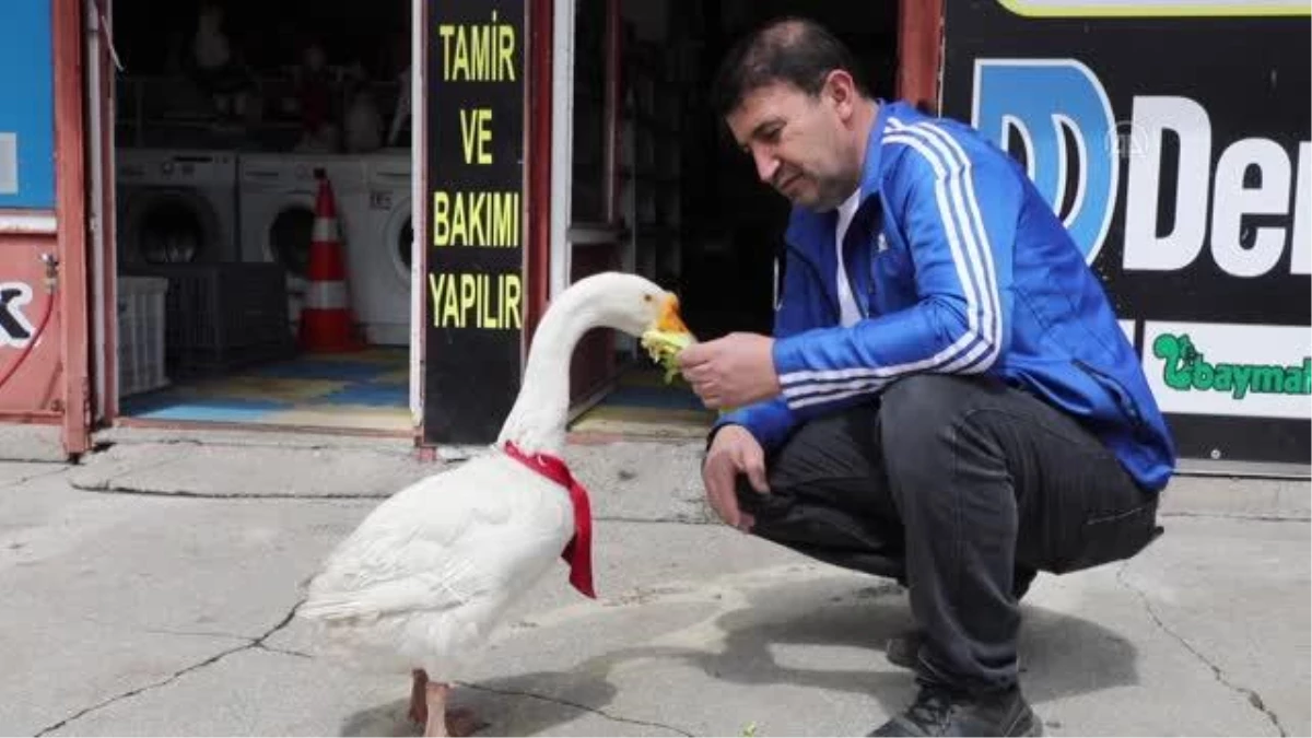 Kaz "Alvin" peşinden ayrılmadığı sahibine mesai arkadaşlığı yapıyor