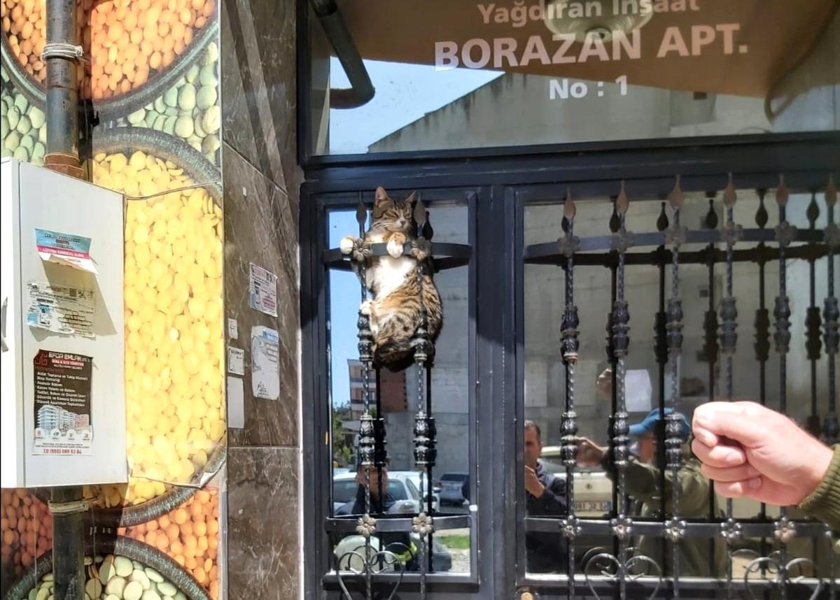 Manisa\'da demir parmaklıklara sıkışan kedi itfaiye tarafından kurtarıldı