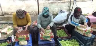 Mersin'den Dubai ve Rusya'ya üzüm... Silifke'de serada yetiştirilen üzümün kilosu 130 ile 150 liradan ihraç edildi