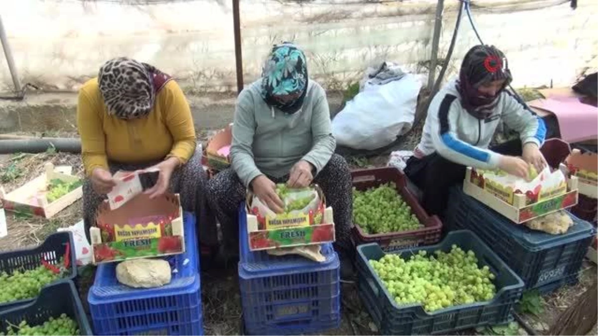 Mersin\'den Dubai ve Rusya\'ya üzüm... Silifke\'de serada yetiştirilen üzümün kilosu 130 ile 150 liradan ihraç edildi