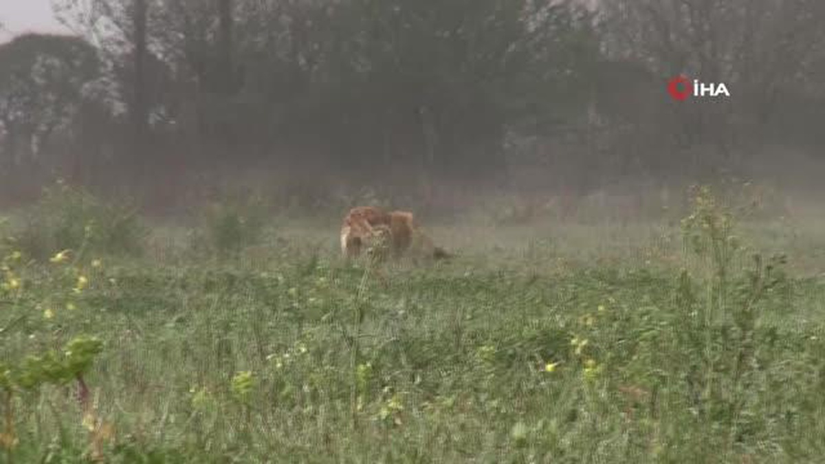 Otomobil çarpan köpeğe belediyeden yardım eli