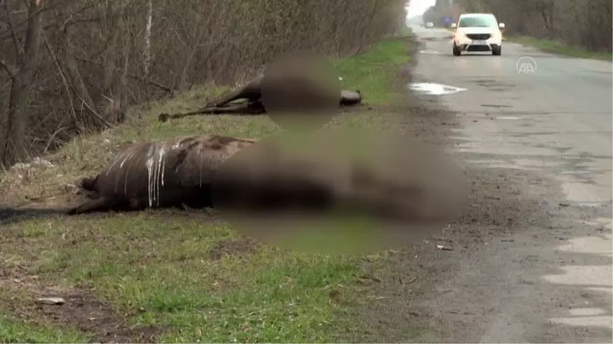 Ukrayna-Rusya savaşından hayvanlar da etkileniyor