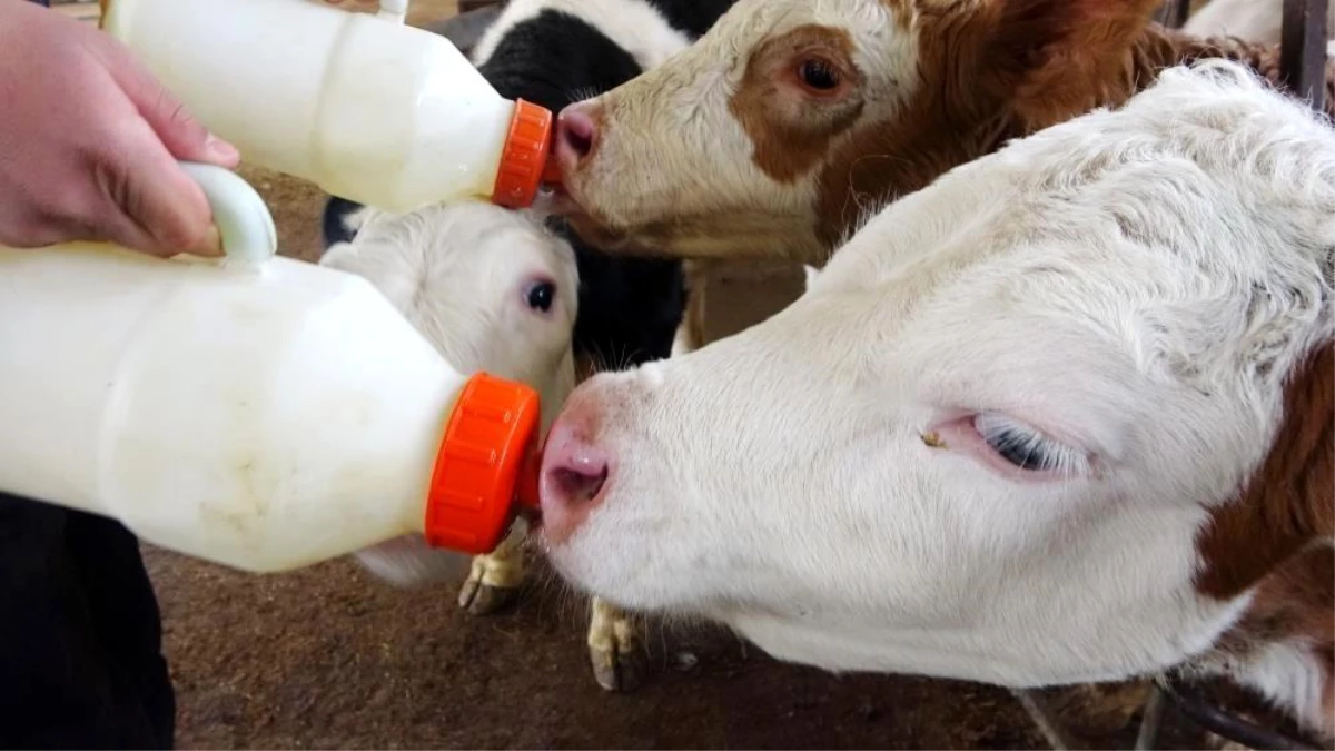 Aydın\'da 48 milyonluk çiğ süt ve buzağı desteği ödemesi