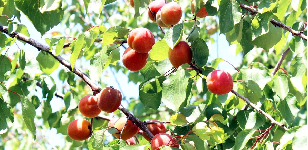 Erkenci kayısılar hasat için gün sayıyor