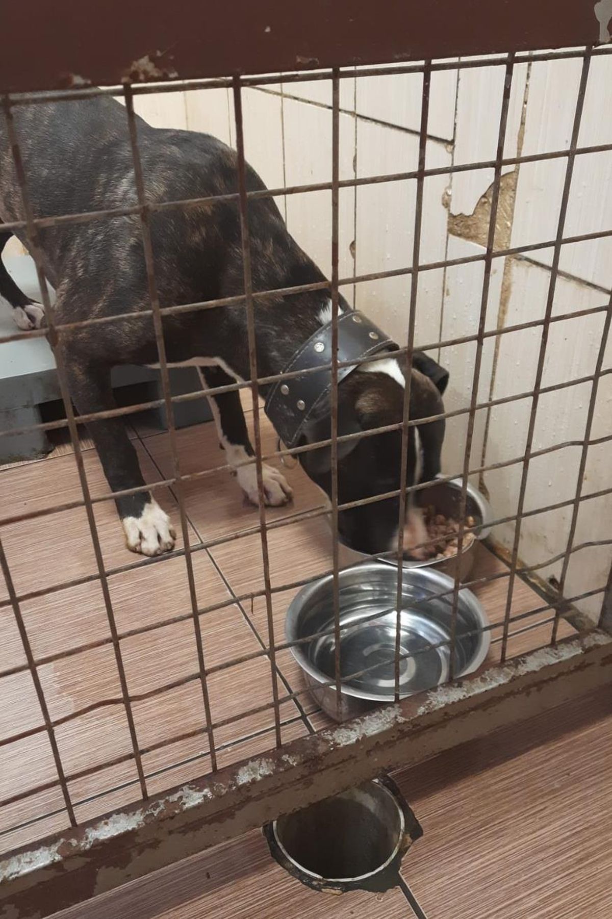İstanbul\'da bir kişiye saldıran pitbull cinsi köpek muhafaza altına alındı