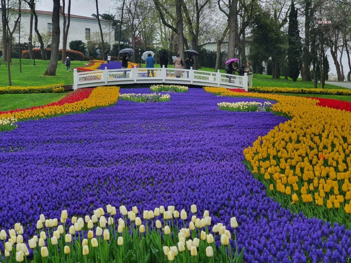 İstanbul\'da Lale Bayramı Kutlanacak