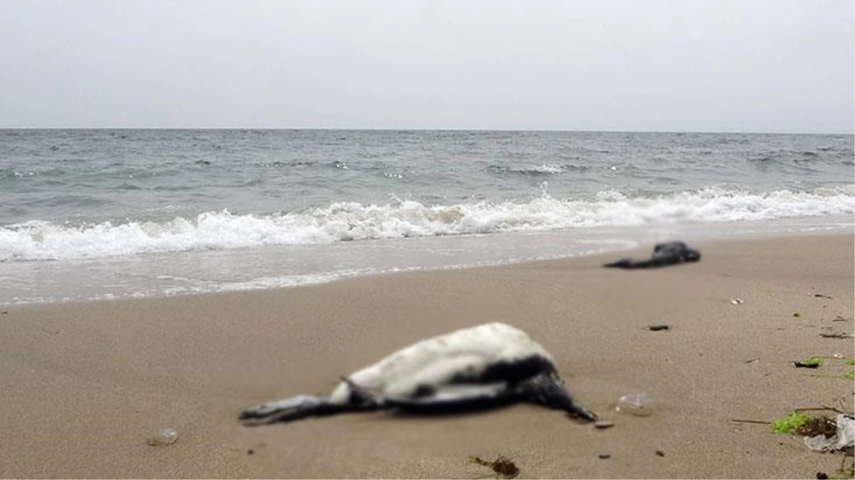 Karadeniz\'de belirsiz kuş ölümleri halkı telaşlandırdı: Sahiller ölü kuşlarla doldu