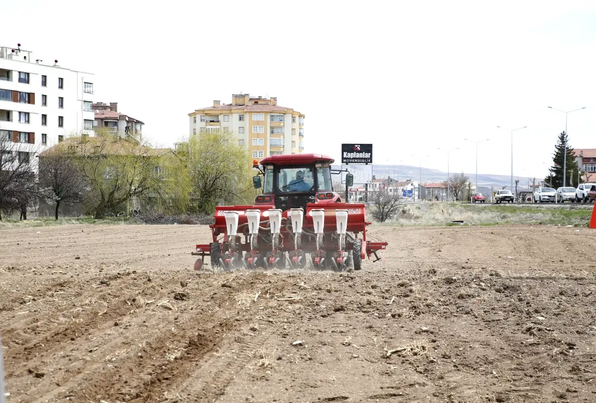 Kayseri Şeker\'e bağlı çiftçiler bu yıl 500 bin dekar alana şeker pancarı ekecek