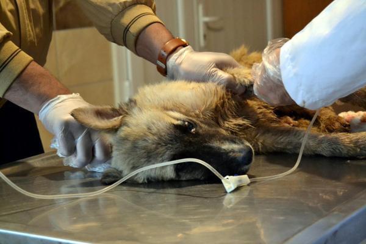 Manisa\'da köpeklerin zehirli etle öldürüldüğü iddiası soruşturuluyor