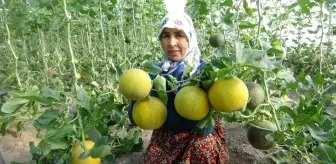 Mersin'de örtü altı kavun hasadı başladı