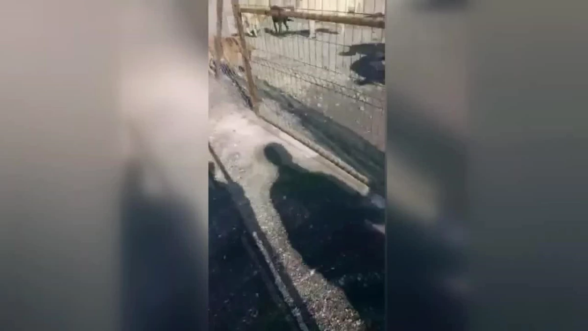 Sincan Belediyesi\'ne Ait Barınakta Köpeklerin Açlıktan Birbirine Saldırdığını Ortaya Çıktı
