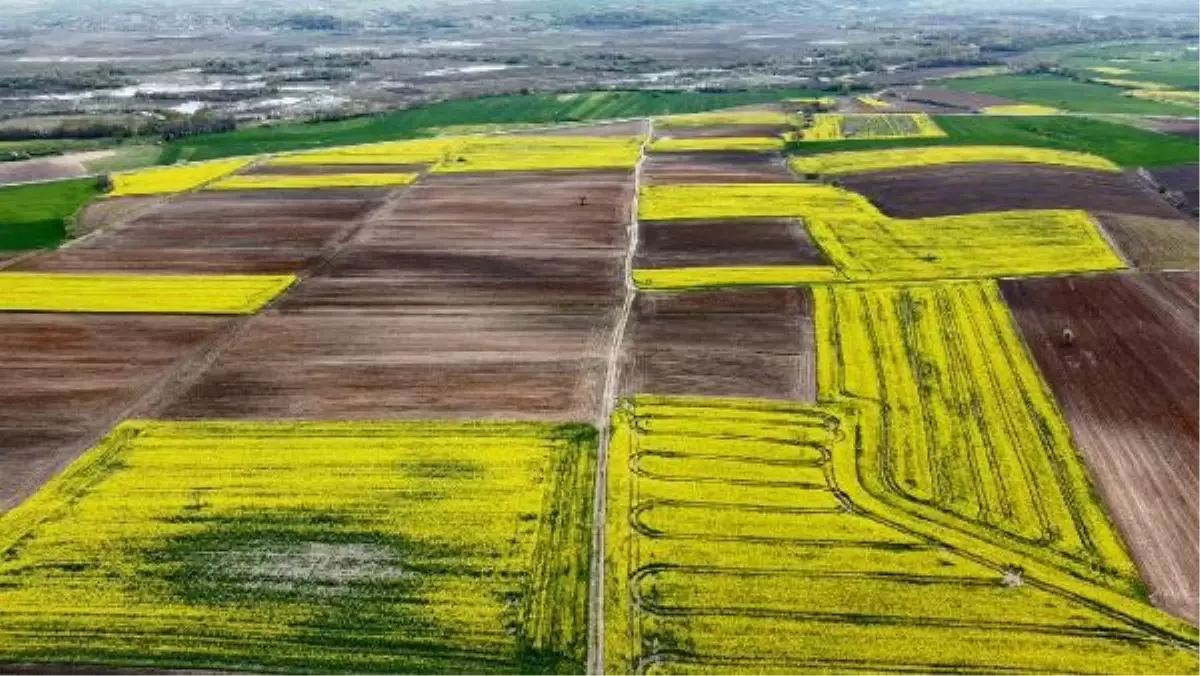 TRAKYA\'DA KANOLA, YERİNİ AYÇİÇEĞİNE BIRAKTI