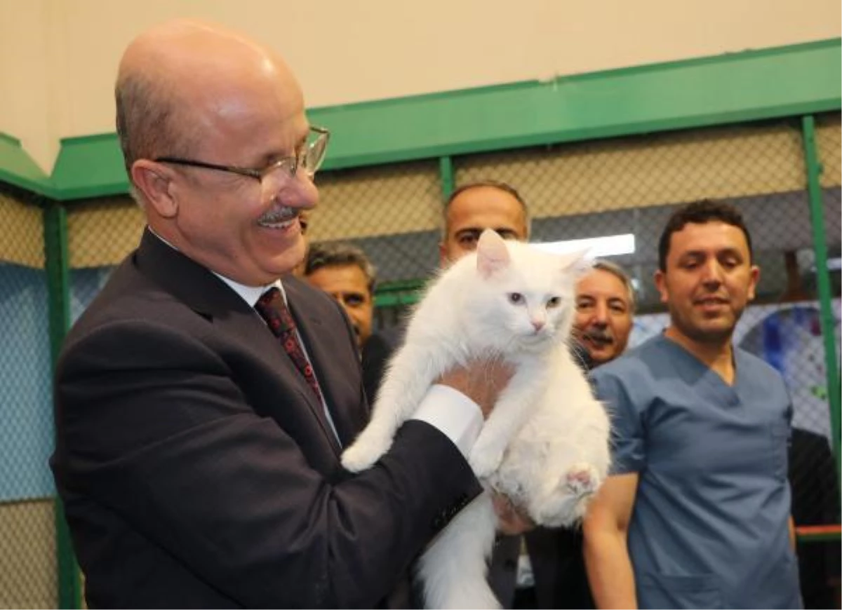 YÖK Başkanı Özvar, Van kedilerini sevdi