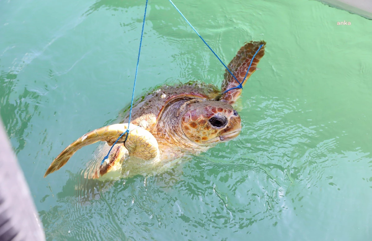 Temizlik işçisi, kabuğu kırılan yaralı deniz kaplumbağasını telef olmaktan kurtardı