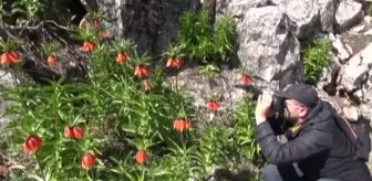 KAHRAMANMARAŞ - Ters laleler fotoğrafçıların rotası oldu